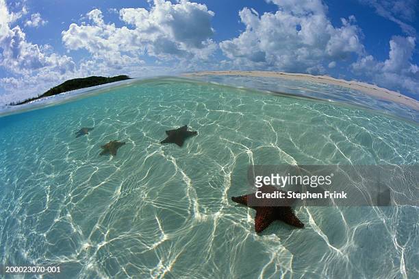 starfish just below surface of the water, sand bar in background - shallow stock pictures, royalty-free photos & images