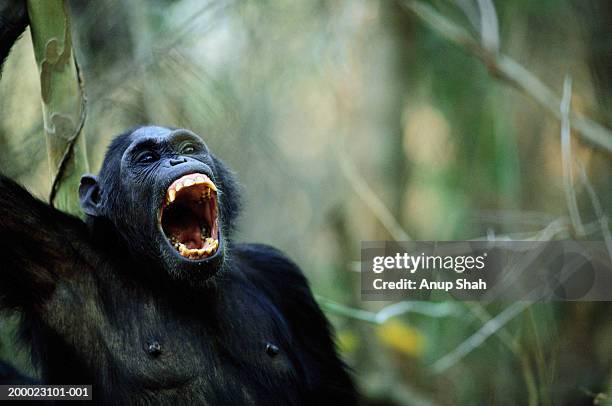 female chimpanzee (pan troglodytes) yawning - chimpanzee teeth stockfoto's en -beelden