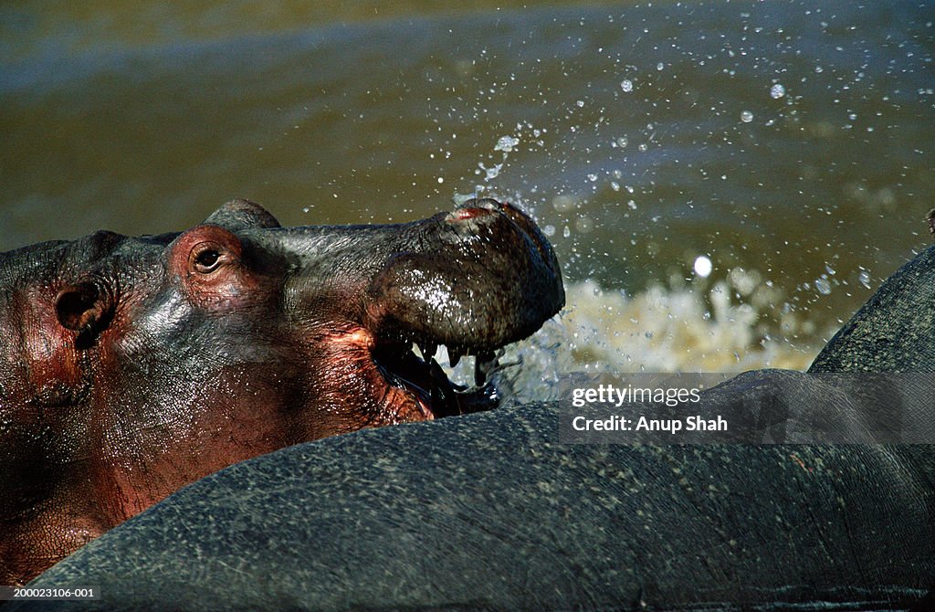Aggressive hippopotamus (Hippopotamus amphibius), close-up