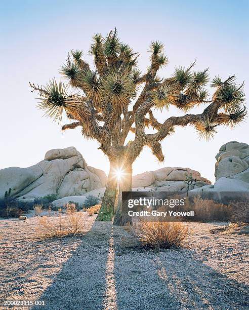 usa, california, sun shining through joshua trees (yucca brevifolia) - arbre de josué photos et images de collection