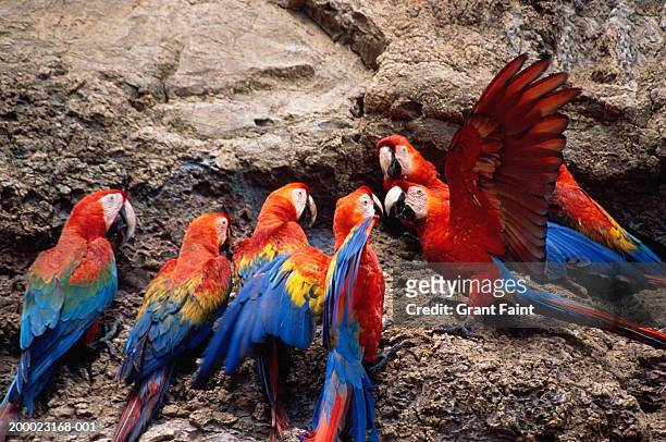 scarlet macaws (ara macao) perched on rock - scarlet macaw stock-fotos und bilder