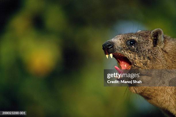 male rock hyrax (procavia capensis.) yawning, close-up - rock hyrax stock pictures, royalty-free photos & images