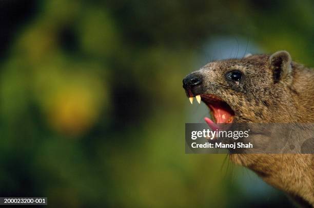 male rock hyrax (procavia capensis.) yawning, close-up - rock hyraxes stock pictures, royalty-free photos & images