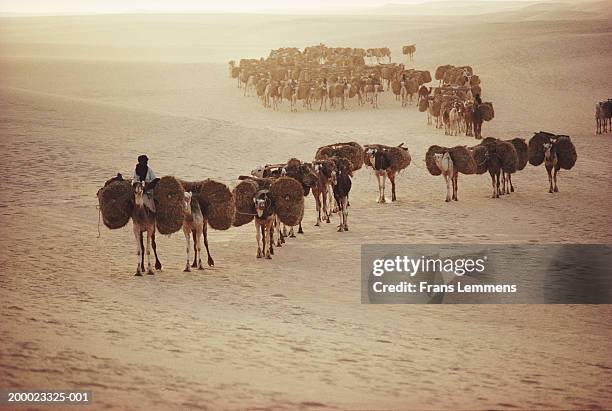 niger, tenere desert, nomad salt caravan - tuareg stockfoto's en -beelden