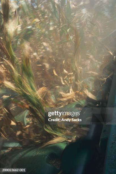 corn plants in combine harvester head - combine harvester bildbanksfoton och bilder