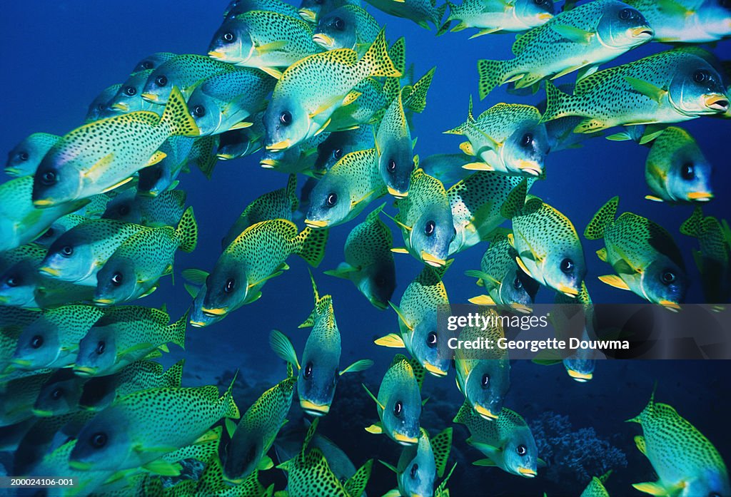 School of Blackspotted sweetlips (Plectorhinchus gaterinus)