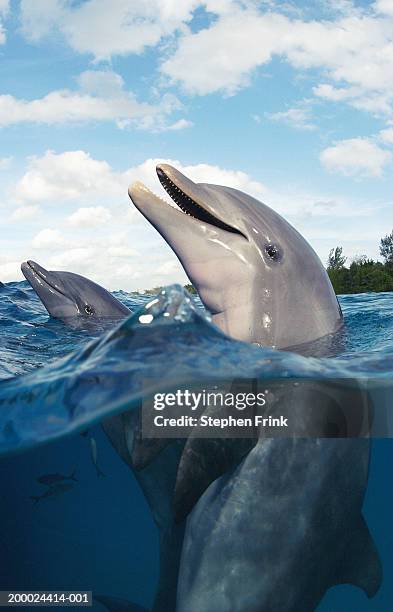 bottlenose dolphins (tursiops truncatus), surface view - dolphins stock pictures, royalty-free photos & images