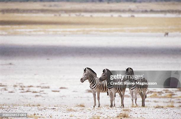 burchell's zebra (equus burchelli) - しまうま ストックフォトと画像