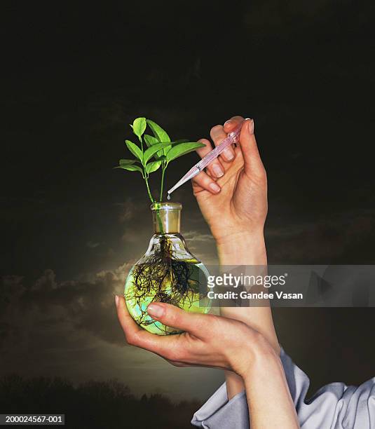 woman dropping water onto plant in flask, close-up - artigos de vidro de laboratório - fotografias e filmes do acervo