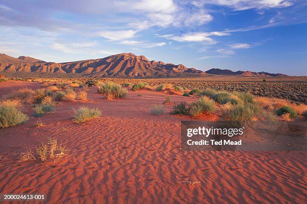 south australia, flinders ranges - australia australasia foto e immagini stock