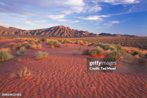 south australia, flinders ranges - australië stockfoto's en -beelden