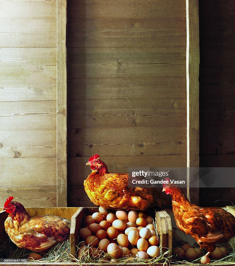 Row of chickens in coop, one sitting on pile of eggs