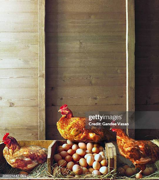 row of chickens in coop, one sitting on pile of eggs - kippenhok stockfoto's en -beelden