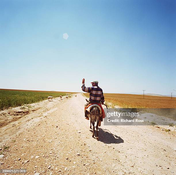 man riding on donkey down dirt road, waving, rear view - funny turkey images stockfoto's en -beelden