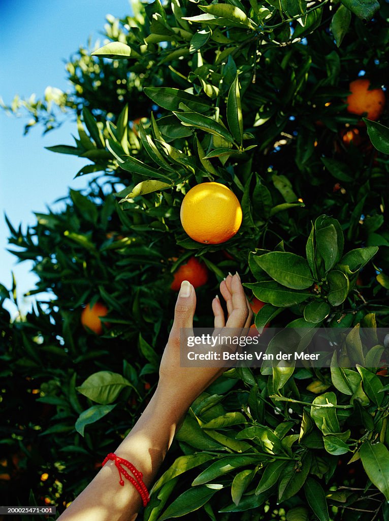 Woman picking orange from tree