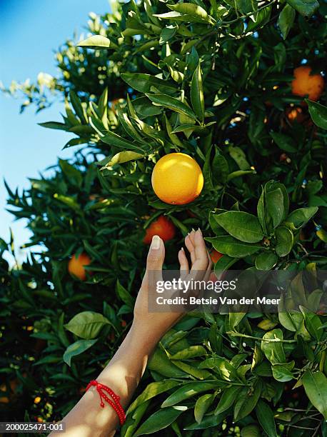 woman picking orange from tree - hand fruit stock pictures, royalty-free photos & images