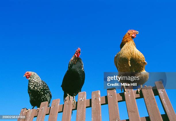 three chickens balancing on fence, low angle view - third-day-of-christmas stock pictures, royalty-free photos & images