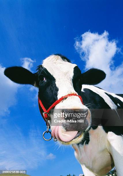 holstein cow, low angle view, close-up (wide angle) - close up of cows face stock pictures, royalty-free photos & images