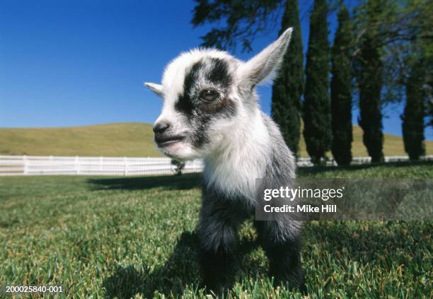 pygmy goat on lawn, close-up (wide angle) - kitz stock-fotos und bilder