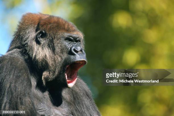 lowland gorilla (gorilla gorilla) head-shot - gorilla face stock-fotos und bilder