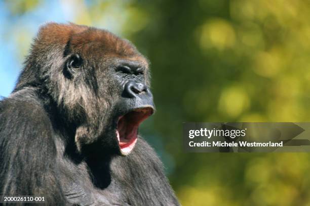 lowland gorilla (gorilla gorilla) head-shot - ゴリラ ストックフォトと画像