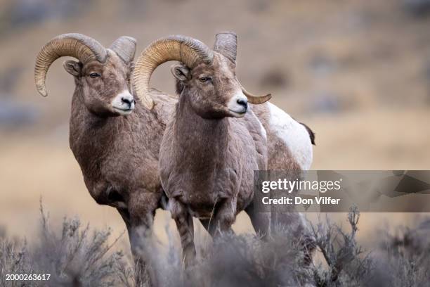 pareja de borregos cimarrones - borrego cimarrón fotografías e imágenes de stock