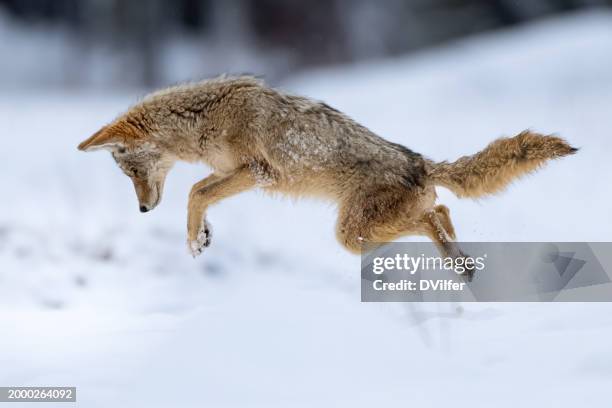 coyote hunting - sport con animali foto e immagini stock