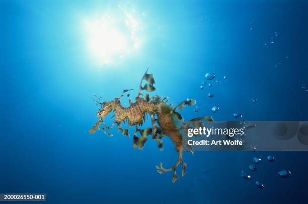 74点のリーフィーシードラゴンのストックフォト Getty Images 74点のリーフィーシードラゴンのストックフォト Getty Images