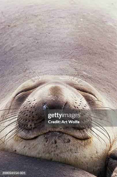 northern elephant seal (mirounga angustirostris) - northern elephant seal stock-fotos und bilder