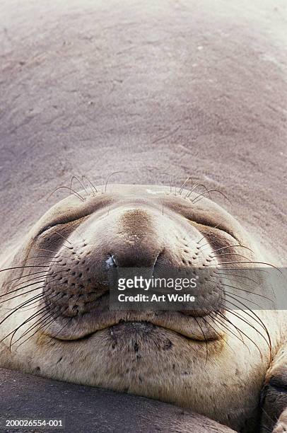 northern elephant seal (mirounga angustirostris) - foca fotografías e imágenes de stock