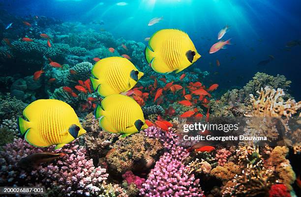 group of golden butterfly fish  over coral (digital composite) - butterflyfish fotografías e imágenes de stock