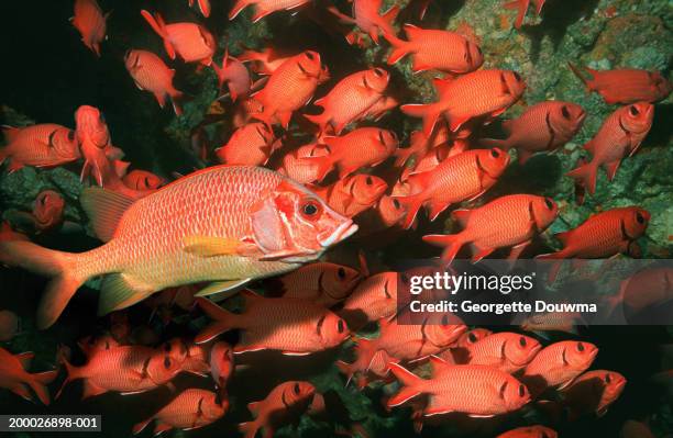 giant squirrelfish with school of red soldierfish(digitally enhanced) - long jawed squirrel fish stockfoto's en -beelden