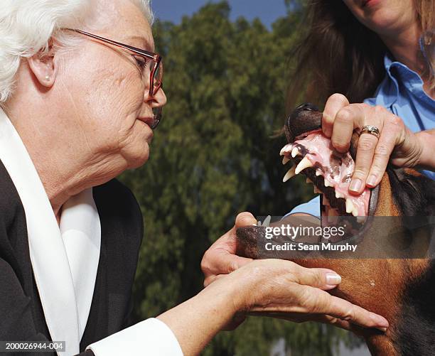 dog show judge examining doberman pinscher's mouth - dog show stock pictures, royalty-free photos & images