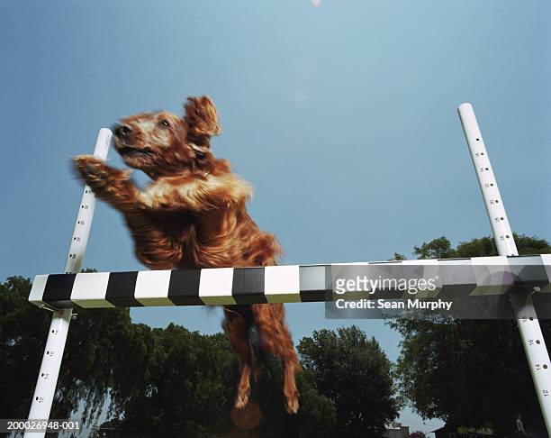 irish setter jumping over obstacle at dog show, low angle view - dog show stock pictures, royalty-free photos & images