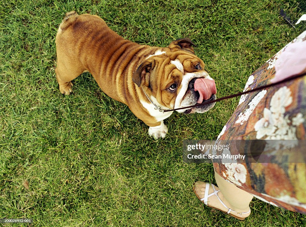 Woman with bulldog on leash, elevated view
