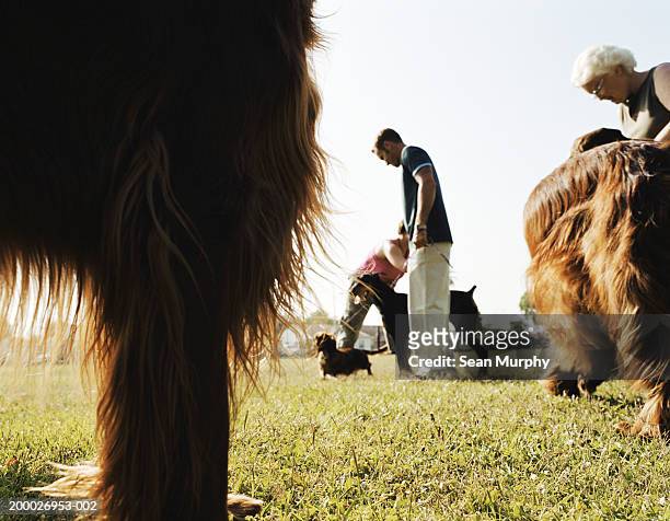 owners with dogs in park, low angle view - senior people training imagens e fotografias de stock