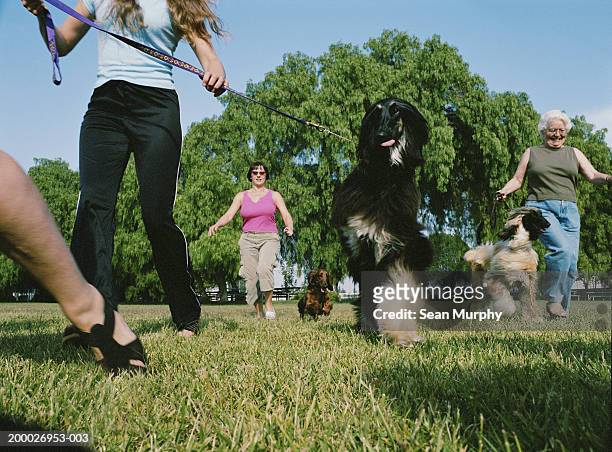 owners walking with their dogs at dog show, low angle view - dog show stock pictures, royalty-free photos & images