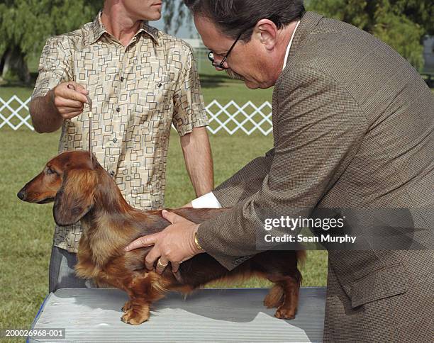 dog show judge examining dachshund - talentrichter stock-fotos und bilder