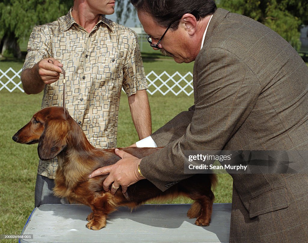 Dog show judge examining Dachshund