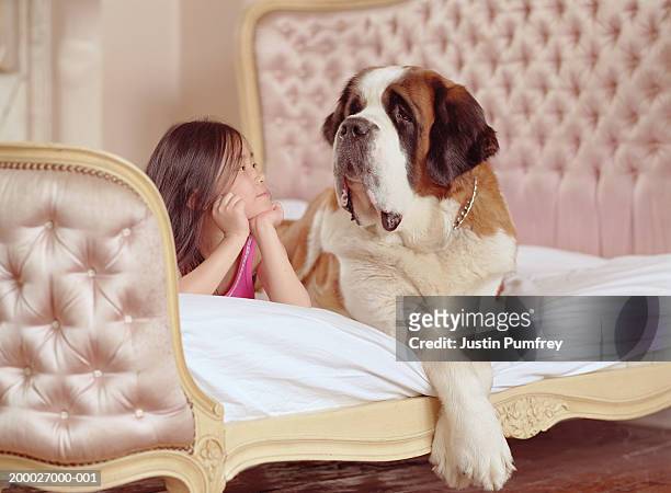 girl (6-8) lying on bed next to st. bernard dog - san bernardo fotografías e imágenes de stock