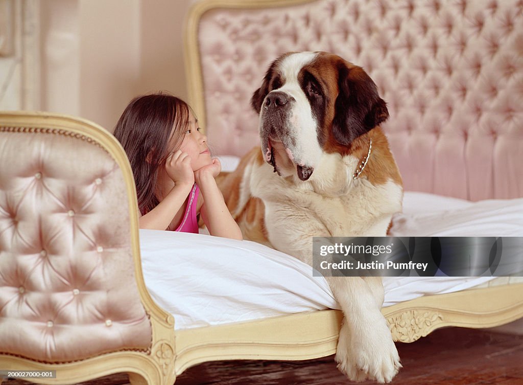 Girl (6-8) lying on bed next to St. Bernard dog