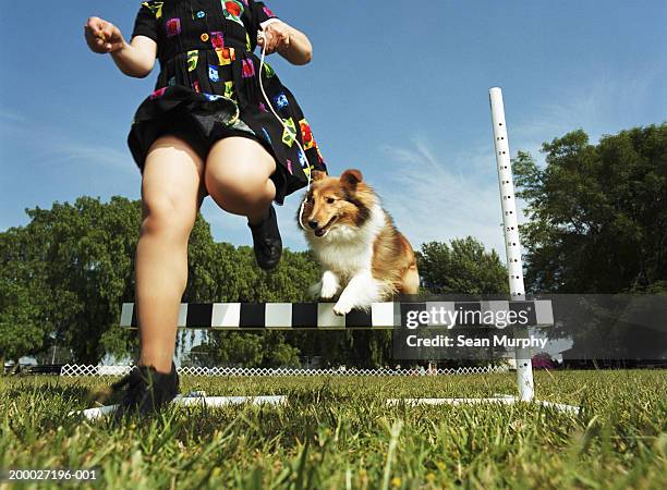 woman and shetland sheep dog jumping over obstacle at dog show - dog jump ストックフォトと画像