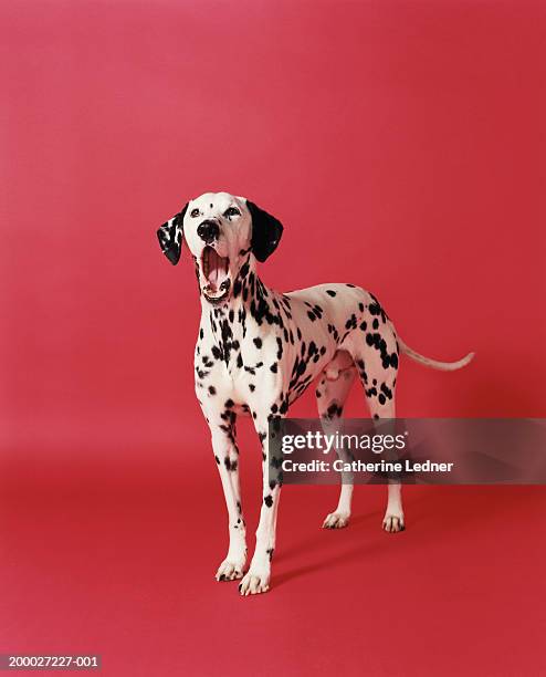 dalmatian yawning, portrait - dalmatian dog 個照片及圖片檔