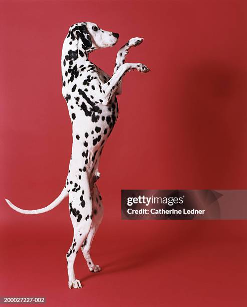 dalmatian standing on hind legs - dalmatian dog 個照片及圖片檔