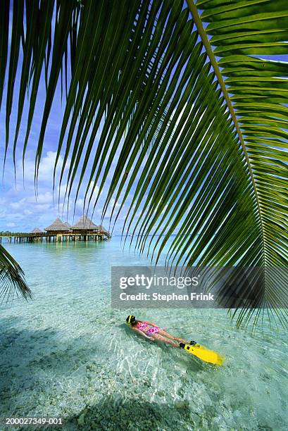 girl (9-11) snorkeling in shallow waters, elevated view - rangiroa atoll stock pictures, royalty-free photos & images