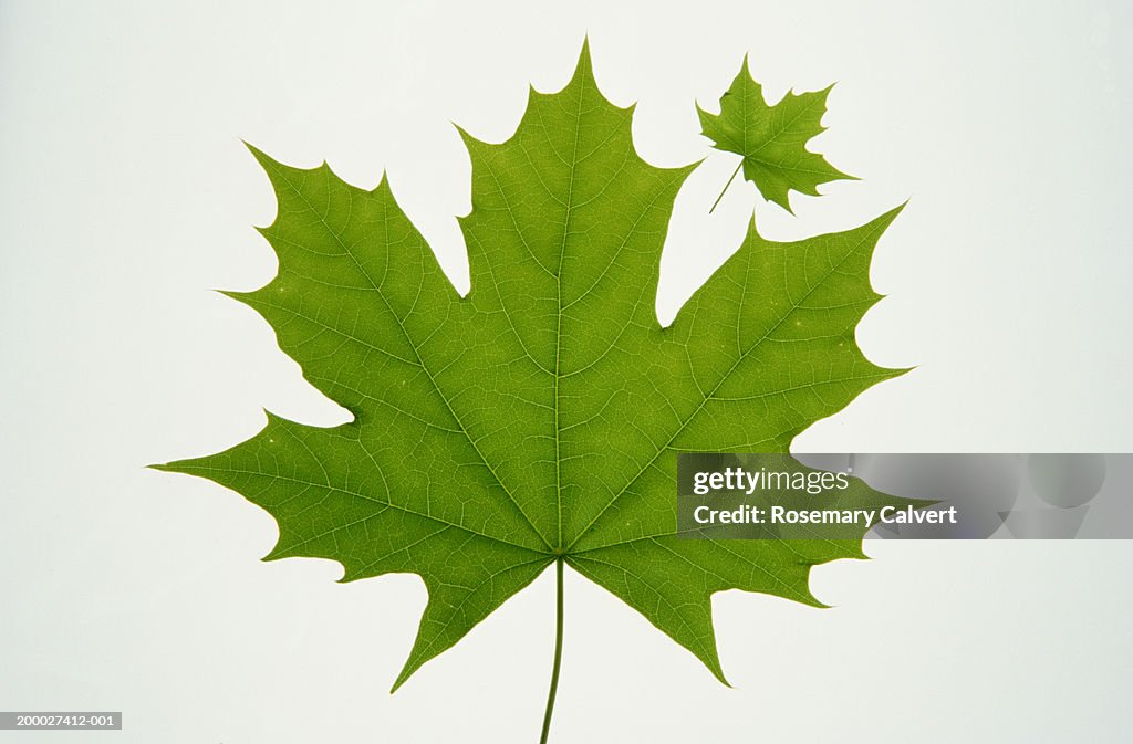 Two Norwegian maple leaves, one large and one small, close-up
