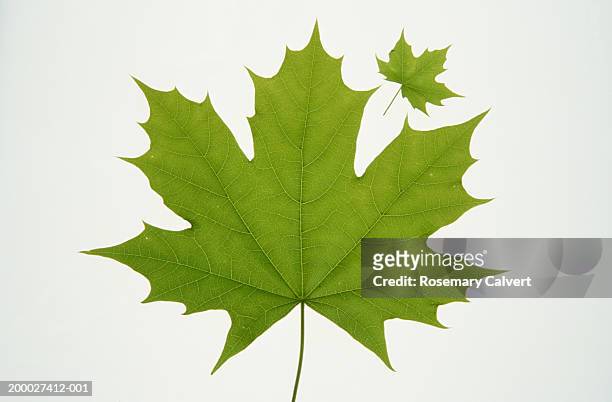 two norwegian maple leaves, one large and one small, close-up - acer stock pictures, royalty-free photos & images