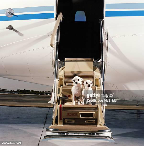 two white smooth-coat chihuahuas, sitting on steps of corporate jet - animals on plane bildbanksfoton och bilder