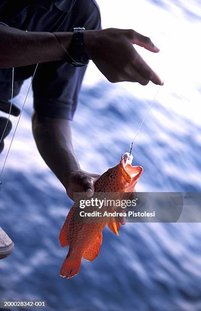 Miniata Cod 268 Coral Cod Stock Photos, High-Res Pictures, and Images - Getty Images