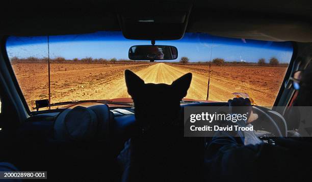 dog in front seat of car, silhouette - country road australia stockfoto's en -beelden